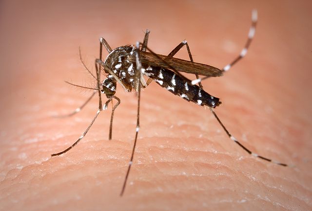 למה יש יתושים בנובמבר?
