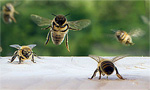 מצלמה בכוורת דבורים