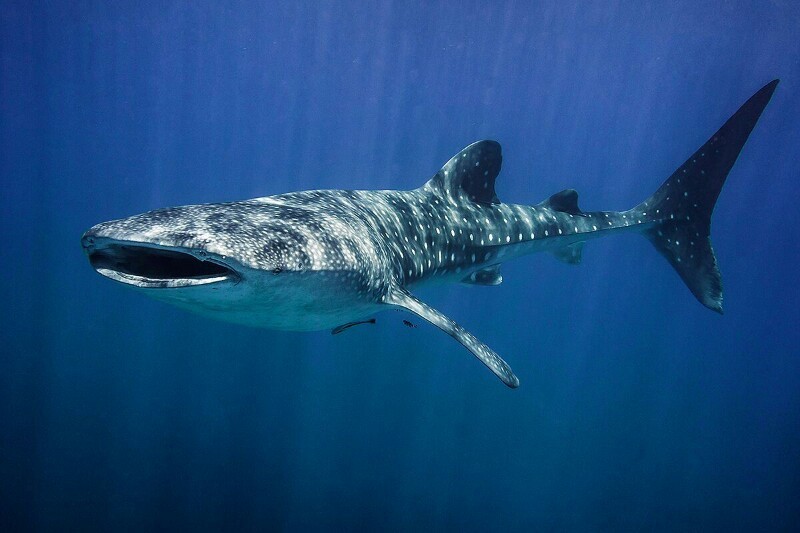 צפו: מפגש מלהיב בין כריש לוויתן עוצמתי לפקחי רשות הטבע והגנים
