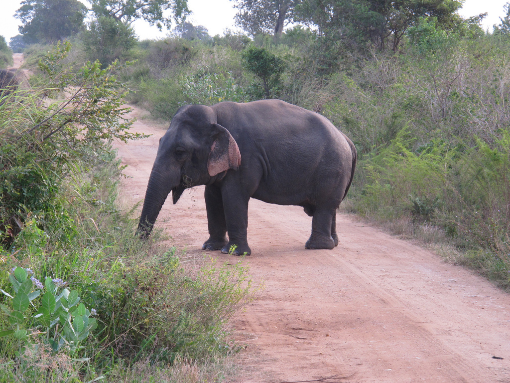 פיל גמד שחי בטבע בסרי לנקה