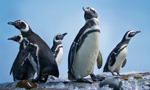 מצלמת פינגווינים