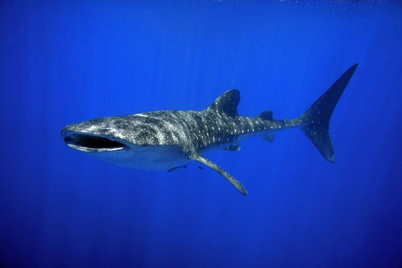 צפו: מפגש מלהיב בין כריש לוויתן עוצמתי לפקחי רשות הטבע והגנים
