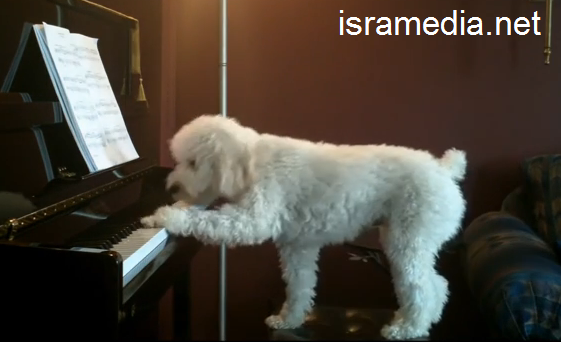 הכלב שמנגן על פסנתר - הכירו את טאקר