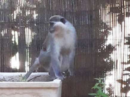 תם המרדף: הקוף הלבנוני נתפס