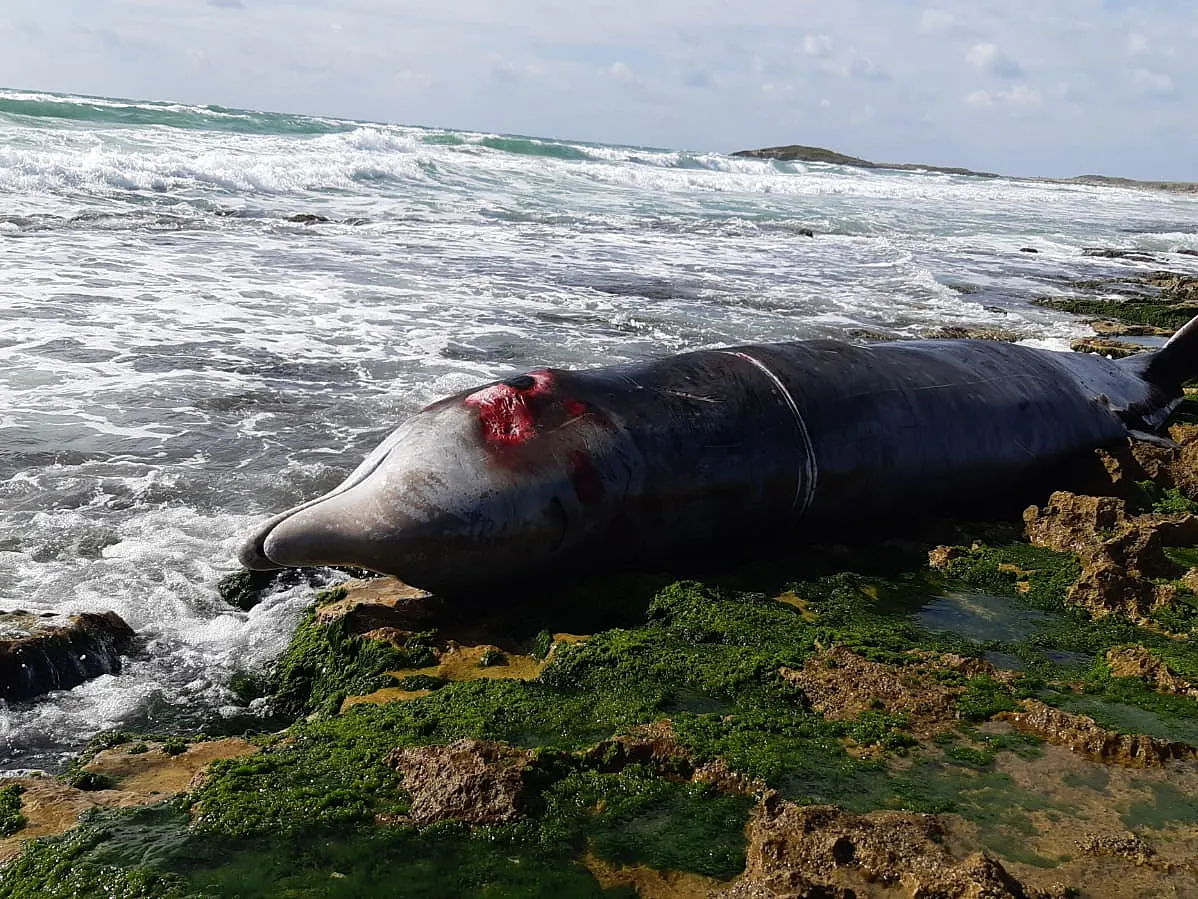 לוויתנית מתה באורך 4.6 מטרים נפלטה לחוף דור