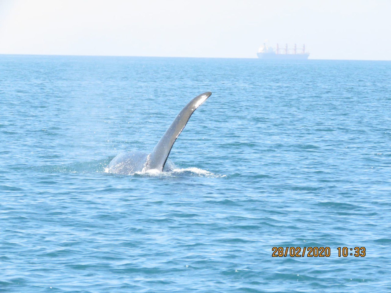 רשות הטבע והגנים: הבוקר קיבלנו דיווח מצוללנים שראו לוויתן מול חופי שבי ציון