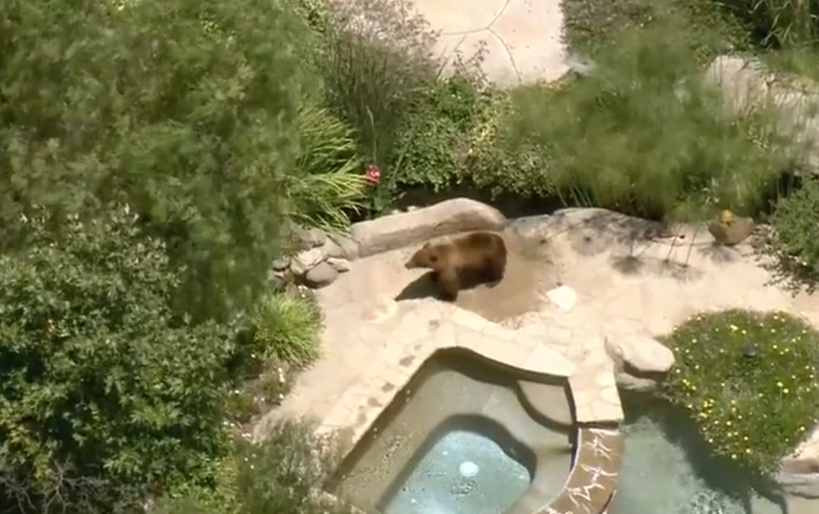 דובה וגור מסתובבים בשכונה בדרום קליפורניה