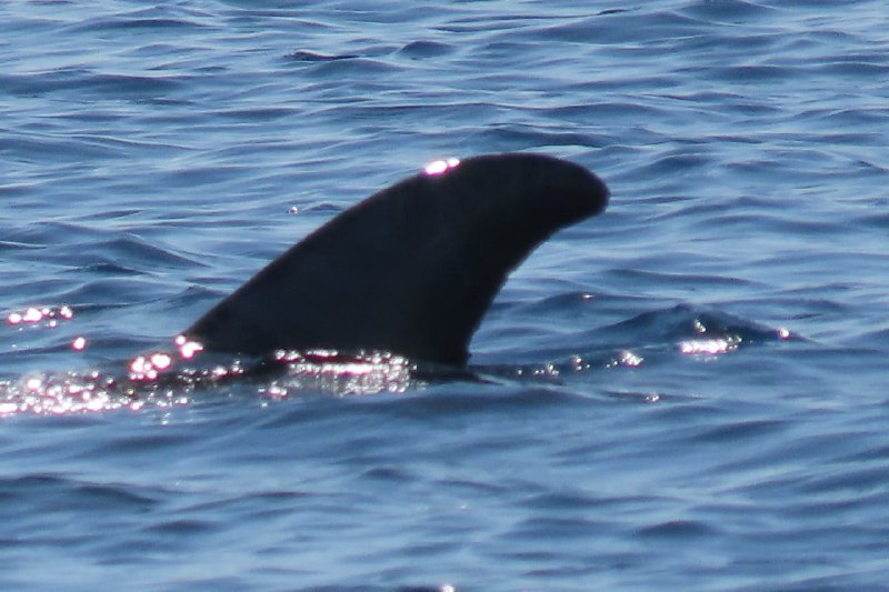 תיעוד נדיר ומרהיב של להקת דולפינים מסוג גרמפוס במפרץ אילת