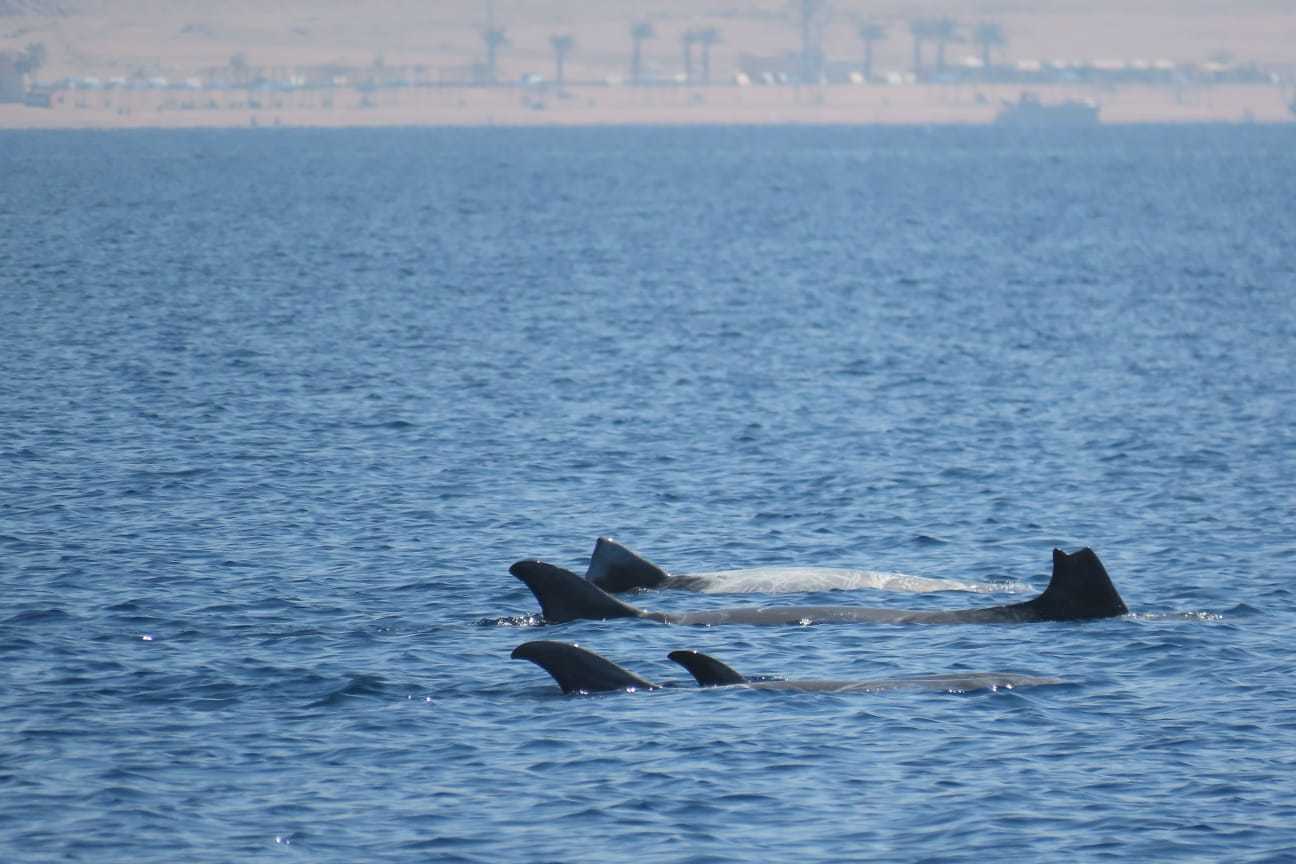 תיעוד נדיר ומרהיב של להקת דולפינים מסוג גרמפוס במפרץ אילת