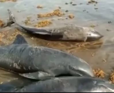 דגים, דולפינים ובעלי חיים ימיים נסחפו אל מותם בחוף בגאנה