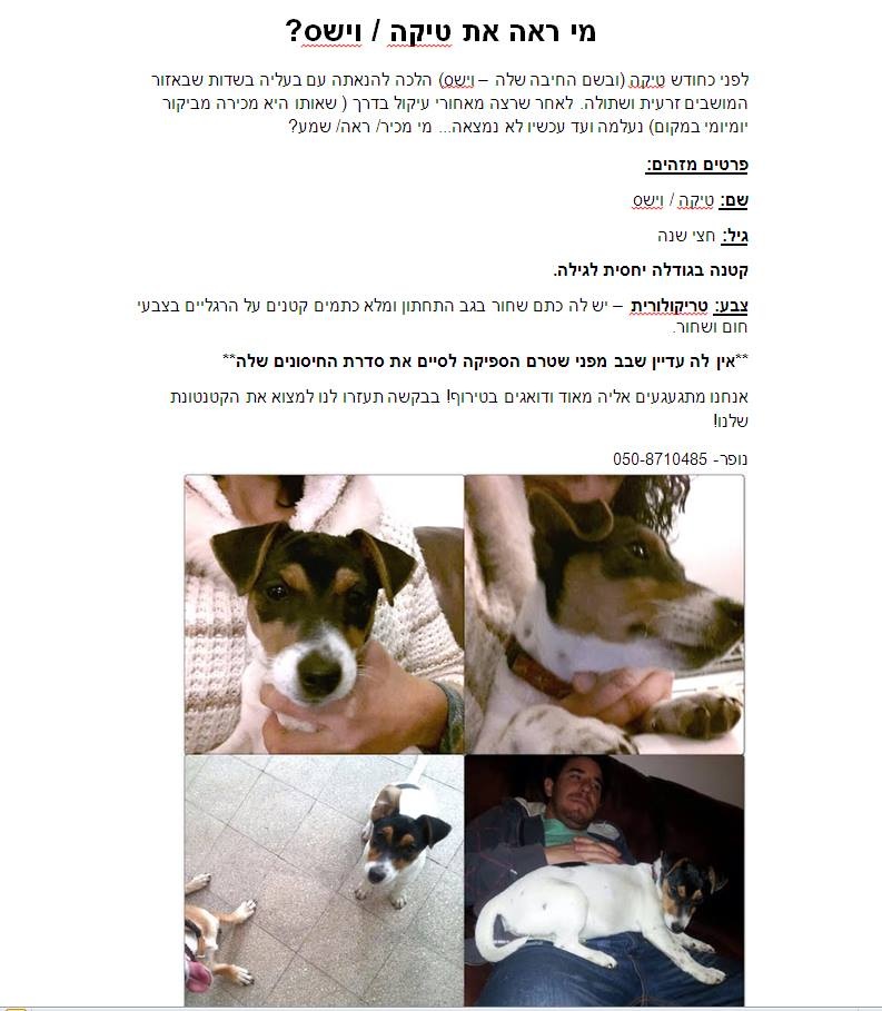 אבדה כלבה באזור שתולה-זרעית בצפון