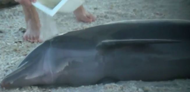 רגע של טבע: הצלת דולפין צעיר שנפלט לחוף בעת הוריקן אירמה