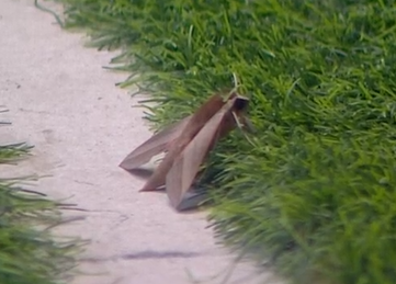 פרפר או עש ? יש תשובה מוסמכת מדובר ב"רפרף הגפן" !