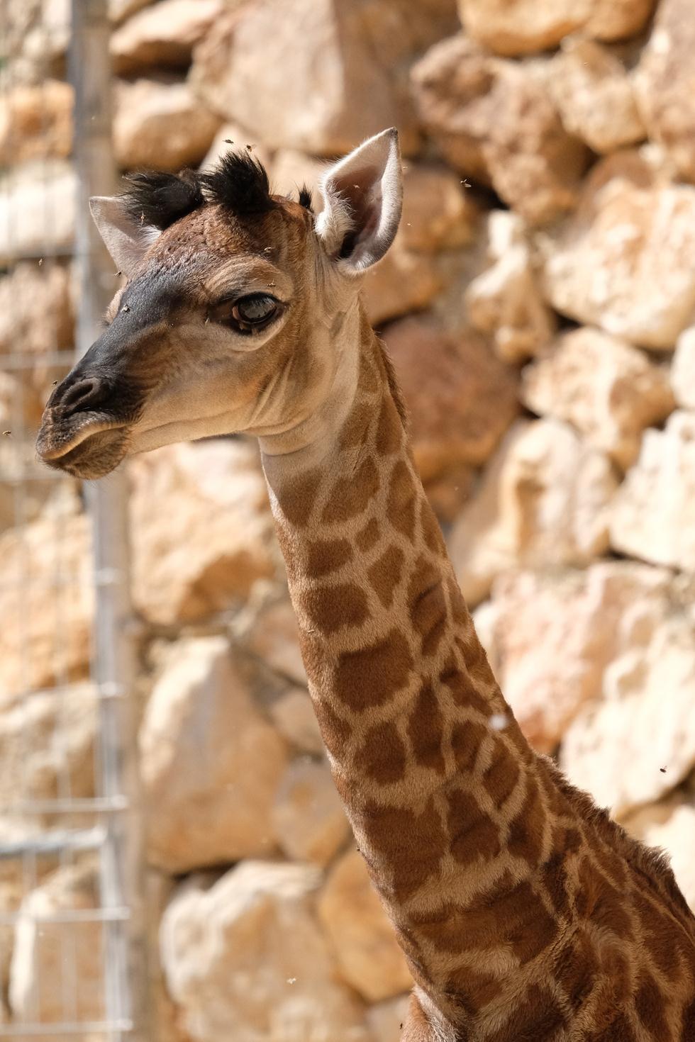 תכירו את טוי בייבי-ג'ירפה שנולדה בגן החיות התנ''כי בירושלים