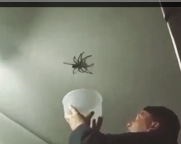 צפו: ניסה ללכוד עכביש ענק, גלו מה קרה בסוף