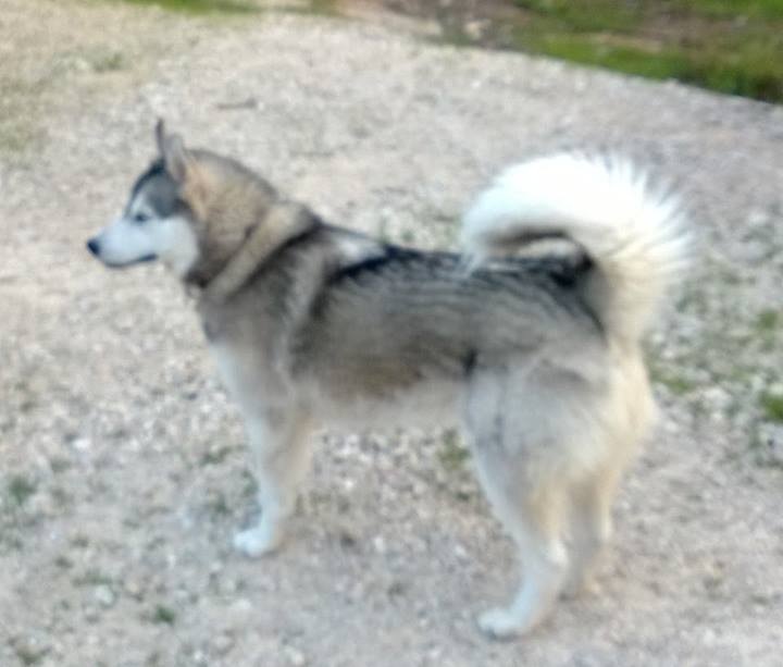 מדור כלבים אבודים - בעלי חיים שהלכו לאיבוד