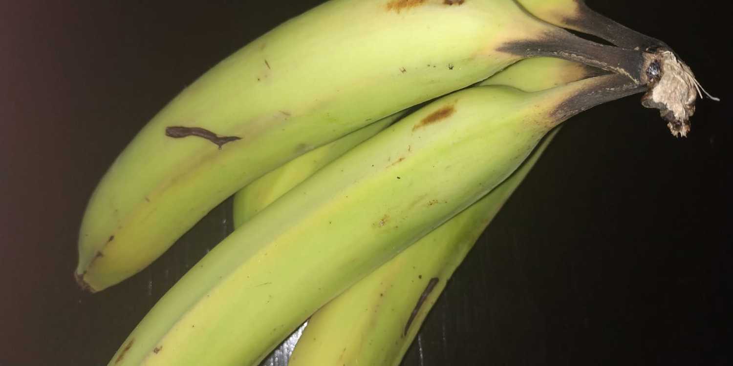 בננות נשארות ירוקות ולא מבשילות? יש פתרון