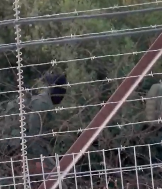 אנשי חיזבאללה ניצפו בסמוך לגדר הגבול במושב דובב