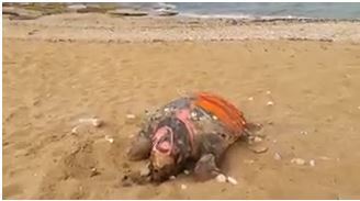 חוף בצת שבגליל המערבי: שני צבי ים נמצאו מתים אחרי התעללות