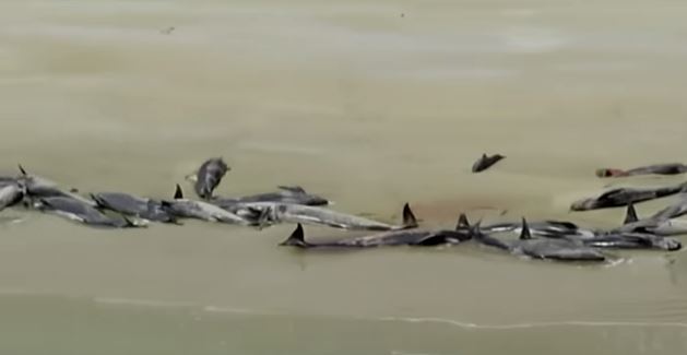 יותר מ-145 לוויתנים נפלטו לחוף בניו זילנד