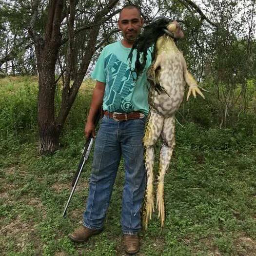 צפרדע מפלצת: צייד מטקסס צד צפרדע ענקית